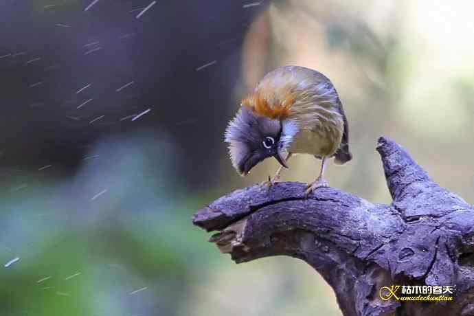 棕颈凤鹛&bull;橙胸【姬】鹟&bull;黑翅雀鹎