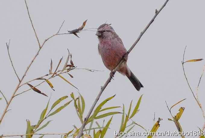 东花园观鸟生境记录 东花园观鸟生境记录