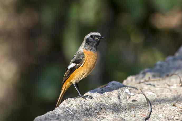 230.打鸟归来收获多多---2.北红尾鸲 230.打鸟归来收获多多---2.北红尾鸲