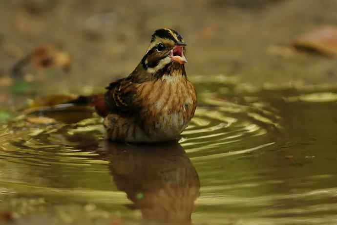 金汤沐浴.天坛白眉鹀