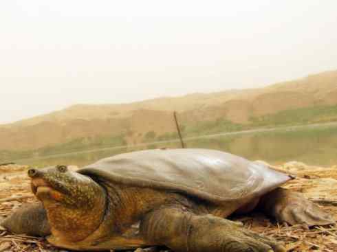 玄武:传说的兽原型探秘(鳖) 玄武:传说的兽原型探秘(鳖)