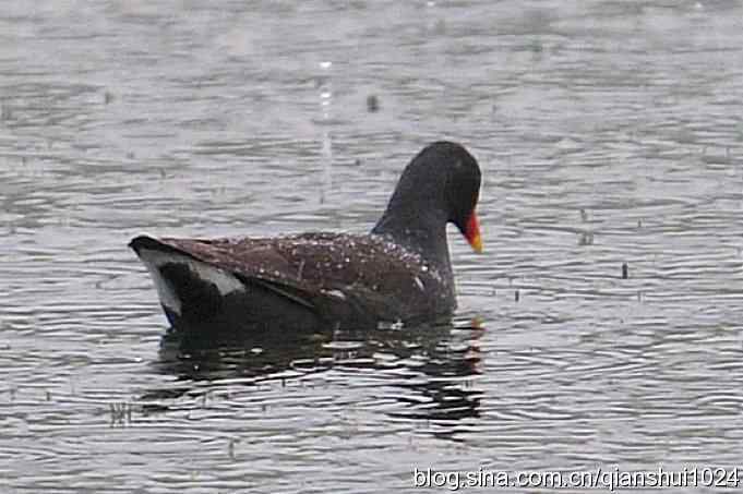 喜拍黑水鸡(奥体公园)