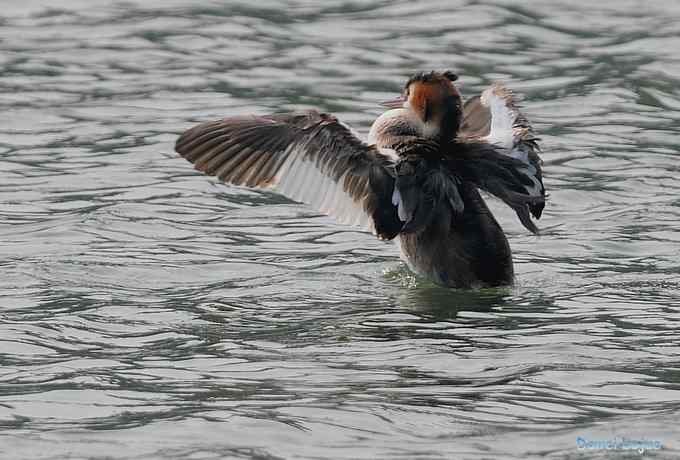 颐和园的凤头