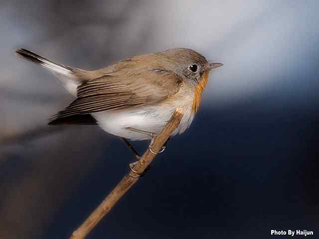 红胸姬鹟演绎冬天里的童话