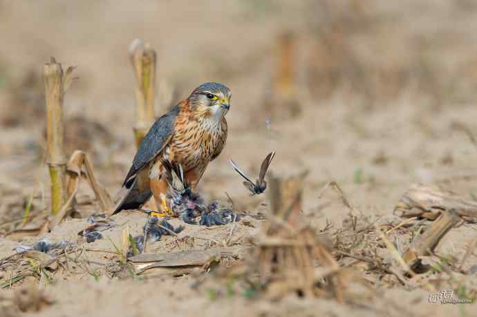 【野鸭湖的鸟】灰背隼