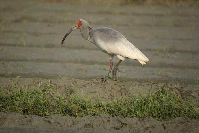 洋县朝圣鈥斺斠藕吨禧q