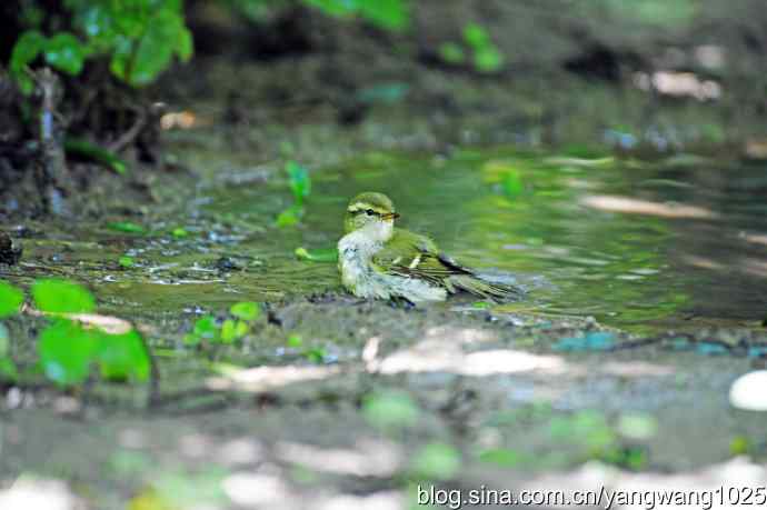 爽（洗浴的黄眉柳莺）2