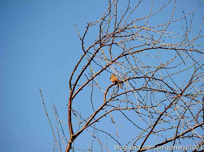 生境鸟片.风景独好