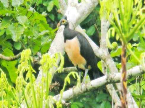 奇特的盔：苏拉冢雉