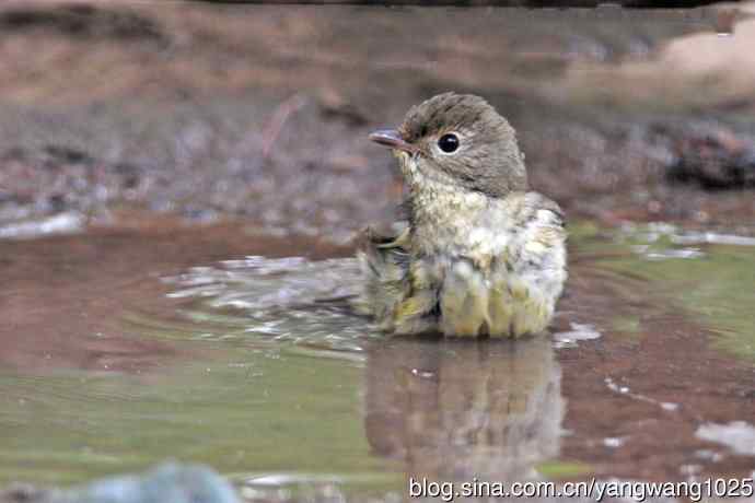 雌性白眉姬鹟（18）