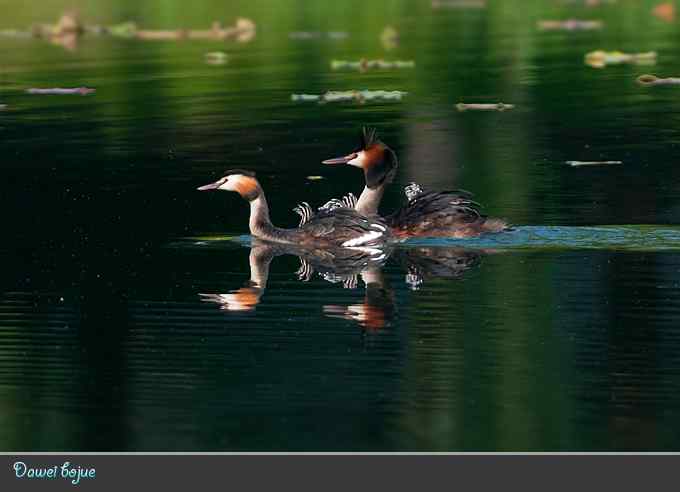 绿意倒映中的pt家园