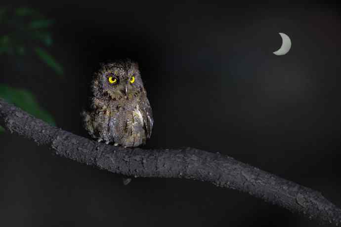 炮的野生鸟类摄影2012总结之三---黄昏界