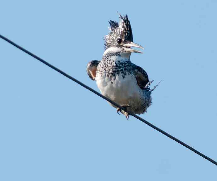 一次拍鸟会友的愉快经历