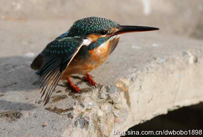新年第一炮：小翠抓虾
