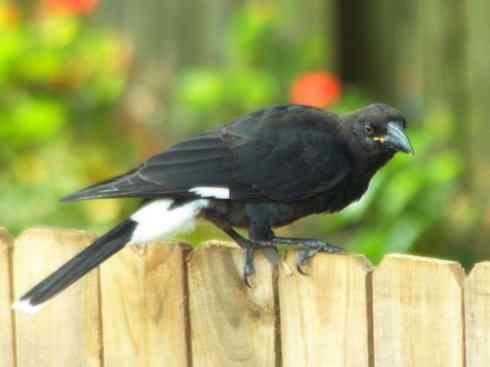 天生猎手：非猛禽类猎手之二（雀鸟也是屠夫——伯劳）