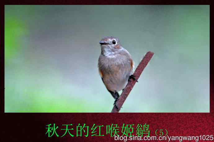 秋天的红喉姬鹟(5) 秋天的红喉姬鹟(5)