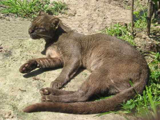 细腰猫 Herpailurus yaguarondi