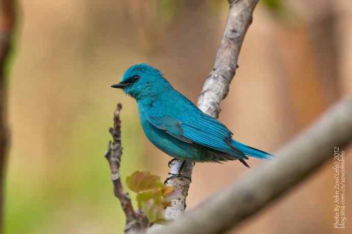 喜欢那一身蓝鈥斺斖尔l