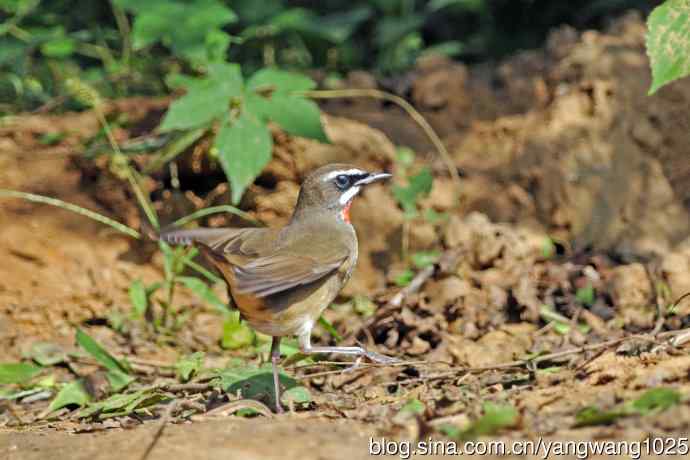 雄性红喉歌鸲(20) 雄性红喉歌鸲(20)