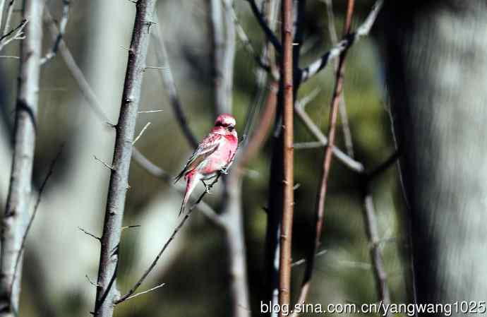 雄性北朱雀（1）