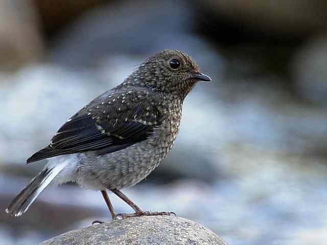 十渡有鸟初长成 wbr. wbr养在溪边人尽识