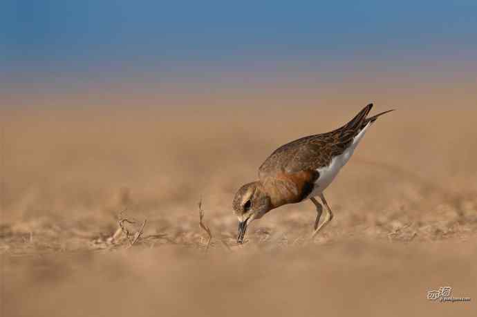 野鸭湖的东方鸻