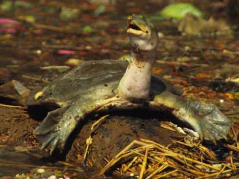 玄武:传说的兽原型探秘(鳖) 玄武:传说的兽原型探秘(鳖)