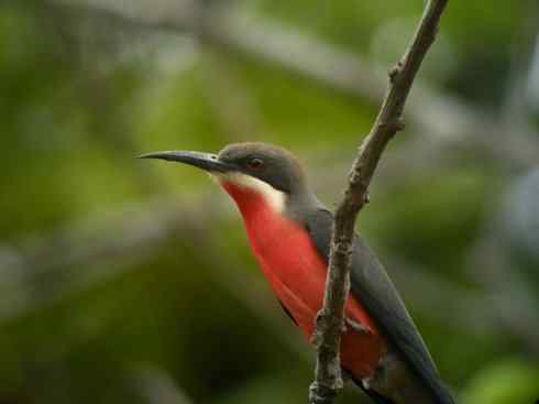 绝色攀禽：佛法僧目之蜂虎4