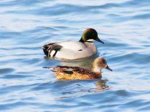 雁鸭之最之十（罗纹鸭、巨头鹊鸭、埃及雁）