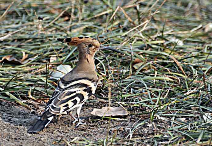 戴胜 wbr2 戴胜 wbr2