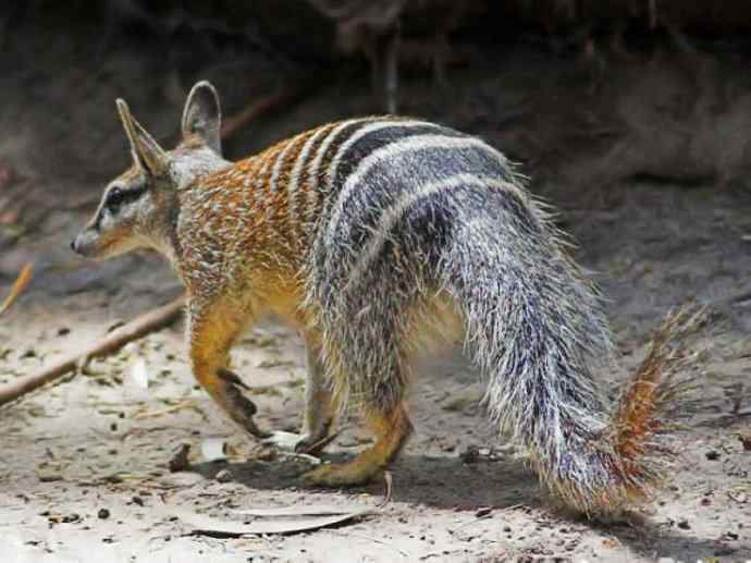 盘点十二大著名食蚁动物：袋食蚁兽