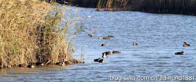 崇明东滩湿地公园观鸟记