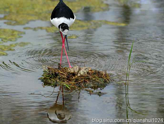 美丽优雅黑翅长脚鹬,就要当爸爸妈妈了