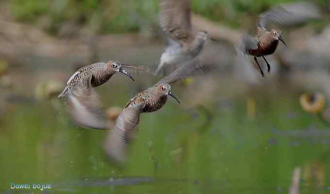 曼妙起舞--慢门抓拍滨鹬起飞瞬间