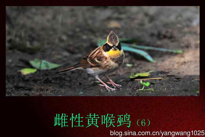 雌性黄喉鹀（6）