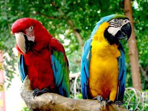 猎奇：奇特的鸟喙之四