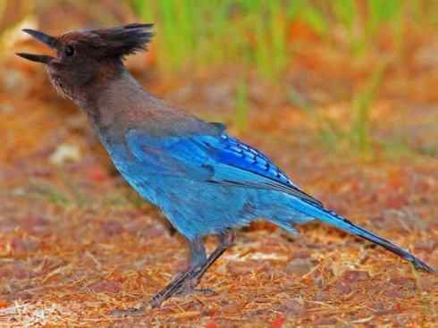 美丽无罪：雀鸟之蓝鸦