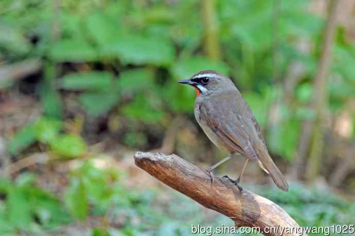 雄性红喉歌鸲（12）