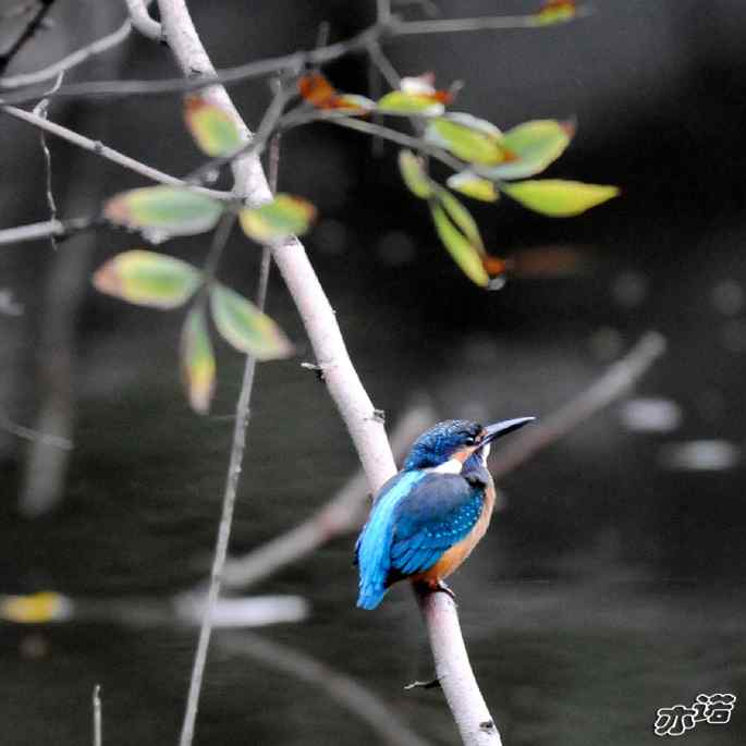 圆明园&nbsp;wbr路&nbsp;wbr雨天的小翠