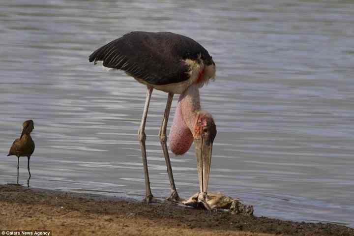 为了一条鱼，两只鸟大打出手！