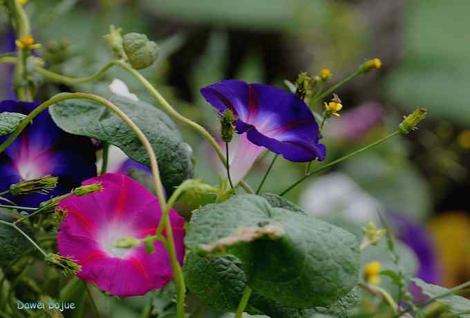 牛鹭两相伴 wbr景鸟一镜收 牛鹭两相伴 wbr景鸟一镜收