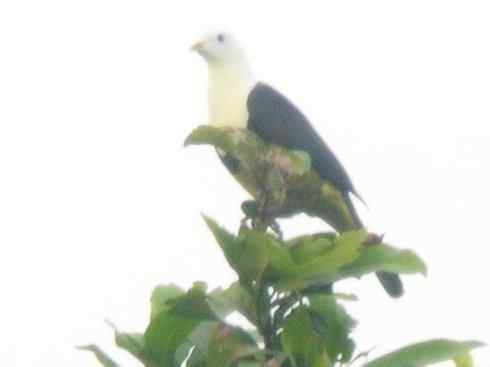 白头鸟系列：另类的美丽11（鸠鸽）