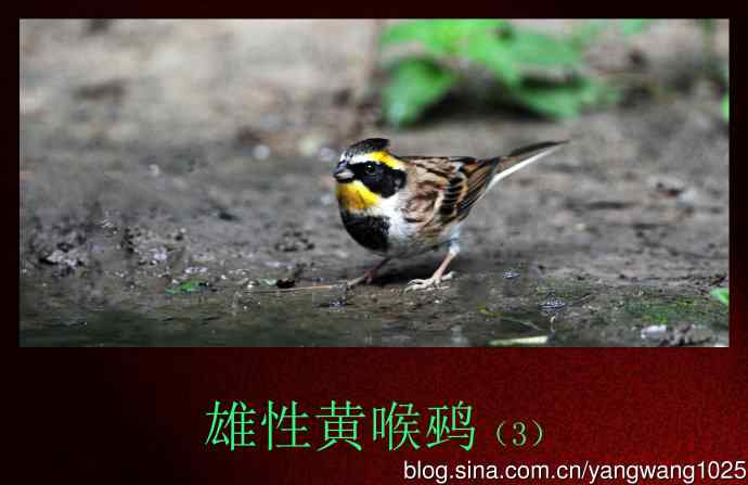 雄性黄喉鹀（3）