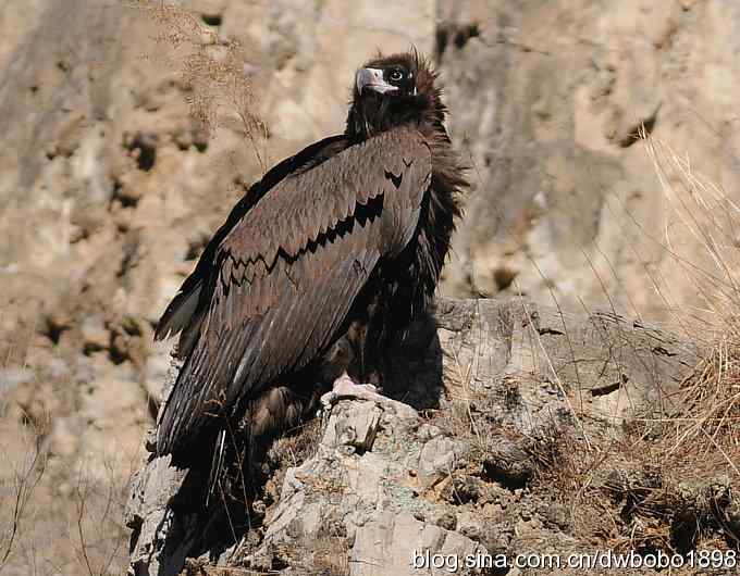 走近秃鹫:一段撼人心魄的拍摄经历 走近秃鹫:一段撼人心魄的拍摄经历