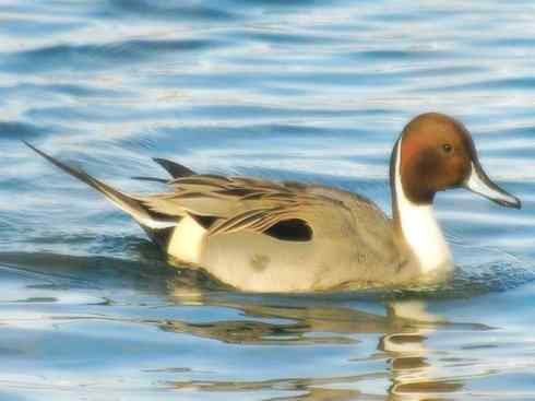 欣赏:美丽的钻水鸭5 欣赏:美丽的钻水鸭5