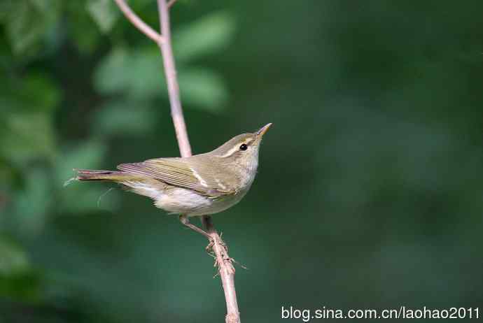 双斑绿柳莺和黄腰柳莺 双斑绿柳莺和黄腰柳莺
