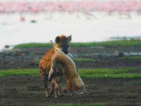 狈：传说的兽原型探秘（鬣狗）