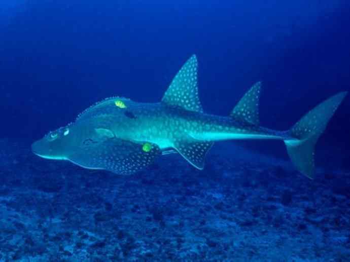 鱼类活化石:锯鳐 鱼类活化石:锯鳐