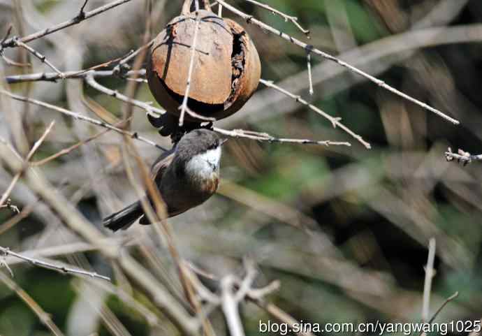 褐头山雀(2) 褐头山雀(2)
