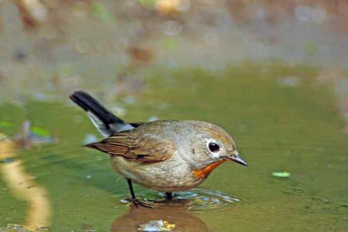 雄性红喉姬鹟（9）